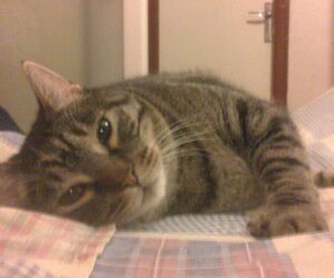 Amparo