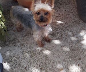 Mayte