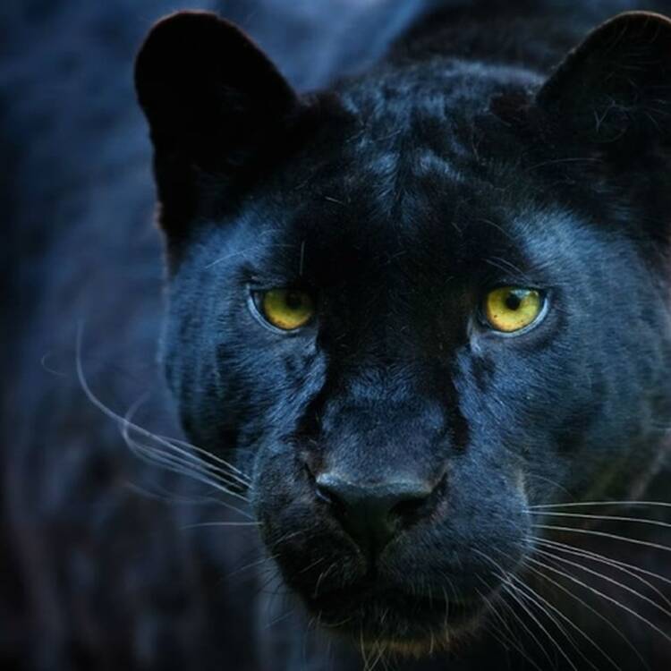 Foto de perfil de Nela