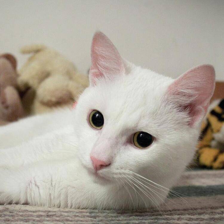 Foto de perfil de Luismi