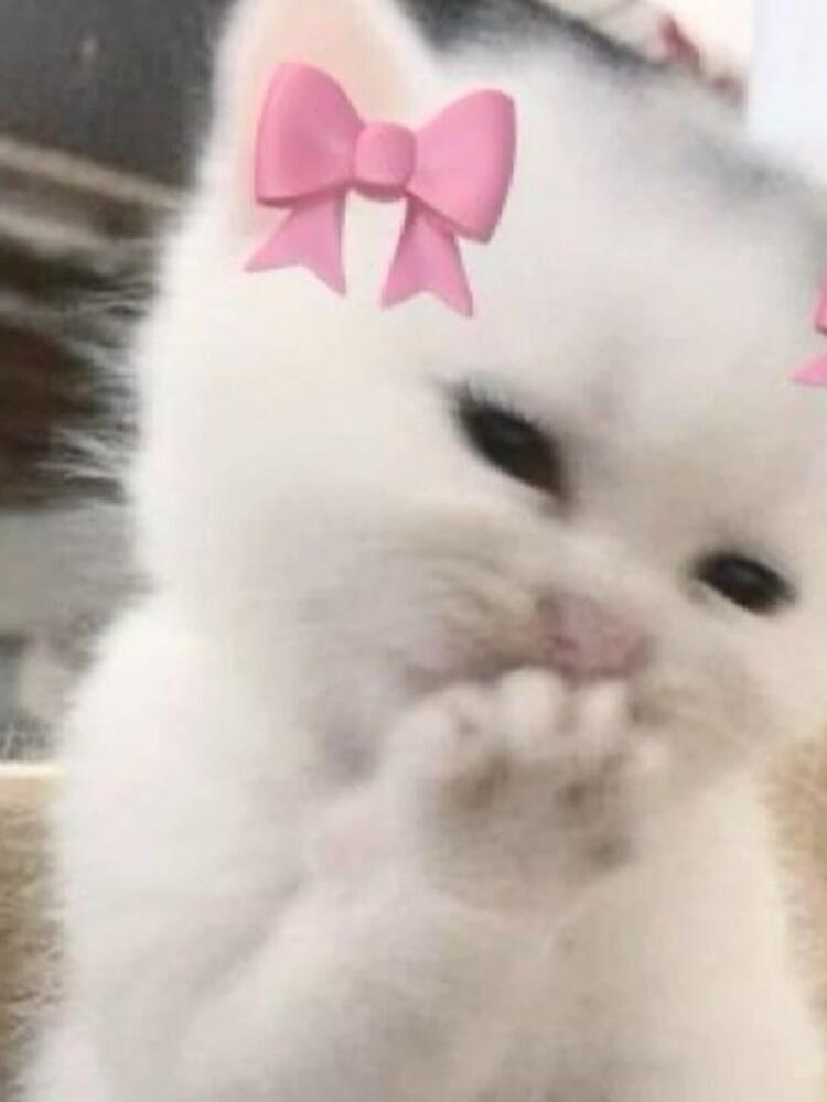 Foto de perfil de Laura