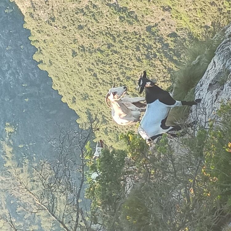 Foto de perfil de Joako